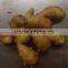 China Fresh Ginger With Competitive Price