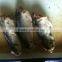 canned sardine in vegetable oil in oil canned fish