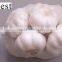 PURE WHITE FRESH GARLIC 6.0CM