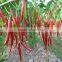 The lastest generation F1 hybrid drying processing red hot pepper seeds