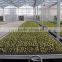 XinHe Grow seedlings bed system