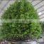 New Hotsale Artificial Large Green Outdoor Topiary Ficus Tree Self Customized Fake Green Ficus/Banyan Tree