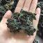 Factory Price Big Fungus Dried Black Mushroom Whole like a flower