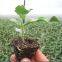 Rootstock seeds for watermelon and melon planting