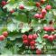 Hawthorn leaf extract Hawthorn Flavonoids Factory Supply hawthorn flavone