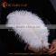 2016 Wholesale White Ostrich Feather 14-16inch for Sale