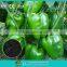 Root crops special pure natural biomass silicon calcium magnesium fertilizer