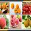 Leader high quality double channel mango pulping machine offering its services to overseas