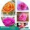Wholesale Crepe Paper Packing Flower/Making Artifical Flowers                        
                                                Quality Choice