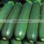 New crop IQF Frozen courgette(zucchini) sliced
