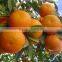 NAVEL ORANGE&