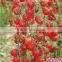 Hybrid Cherry Tomato Seeds for Growing-Super Banto