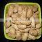 RAW BOLD PEANUT KERNEL FOR SUPPLY 40/50