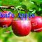 Alibaba recommend high quality and good price red big sweet crisp hanfu fresh apple