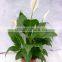 Spathiphyllum kochii