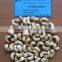 VIETNAM CASHEW NUTS/ CASHEW KERNELS WW240/ WW320/ WW450/ WS/ LP/ SP