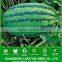 W03 Xinong no.9 mid maturity big size watermelon seeds for planting