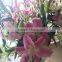 Real lily flower fresh cut bulk flower for export