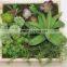 SJ0409032 Artificial wall plant indoor plastic green wall