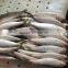 sardine sagax