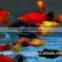 Platy Fish Farm For Sale / Ornamental Fish Exporter