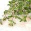 Majoram Leaves