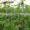 Agricultural vegetable climbing PE cucumber support netting