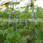 Plastic pakistan plant support net for cucumber beans 20*20cm
