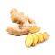 chinese supply oraginc ginger root extract powder