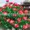 high simulatin artificial flowers for decoration,artificial flowers wholesale