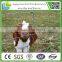 chain facory supply (ISO9001:2008)hot sales stainless steel specification shanghai field fence glassland fence net