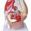 Male pelvic sagittal plane model of male internal and external use of urinary system model