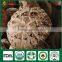 How to Grow Mushroom Shiitake Mushroom Culture Mushroom Plant Growing Kit Log Edible Mushrooms