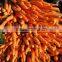 Crispy Carrot Sweet Carrot Wholesale Carrot