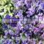 Most popular new coming jasmine rice flower box with 60-80cm long from Yunnan, China
