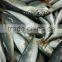 Frozen Round Scad Fish