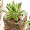2016 Latest Design Artificial Succulent Pot Succulent Plants For Sale