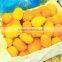 FROZEN MANGO ( 2015 new crops )