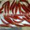 Chillies