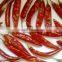 Chillies Teja best