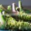 super quality grade A Horseradish Root