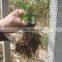 Chitosan for agriculture plant soil regulator and root promotor