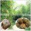Pure raw propolis selling all the word