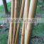 hollow Guadua Bamboo Poles can be split