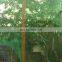 Vineyard anti-bird net, plastic anti bird net, low price bird trap net