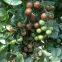 Cherry Tomato Seeds Hot Tomato Greenhouse Plant Tomato Seeds No.72