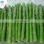 Sinocharm BRC A Approved New Season IQF Green Asparagus Frozen Green Asparagus