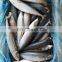 frozen pacific mackerel fish scomber japonicus chub mackerel