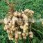 fresh wet peanut picker groundnut picking machine