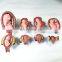 HC-S344 Obstetrics human embryo fetus gestation period demonstration model